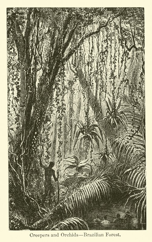 Trepadeiras e Orquídeas, Floresta Brasileira de American School