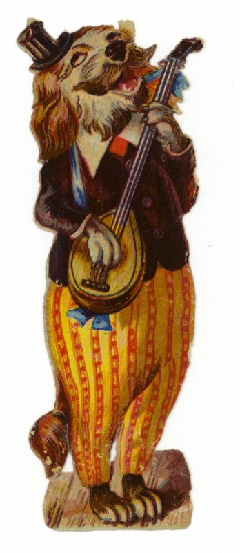 Cão, vestido, em, roupa de American School