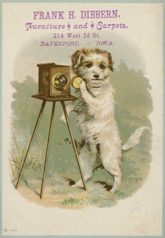 Cão com uma câmera de American School