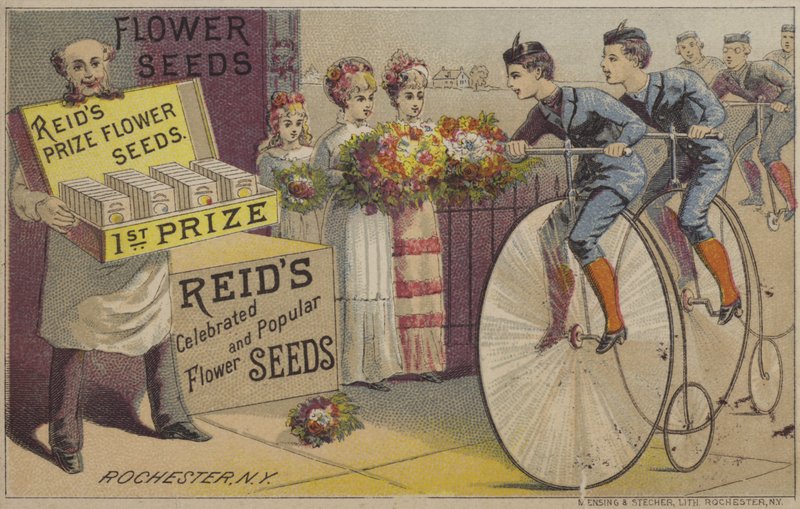 Sementes de flores (chromolitho) de American School