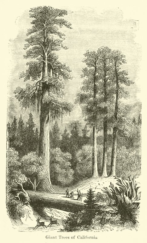 Árvores gigantes da Califórnia de American School