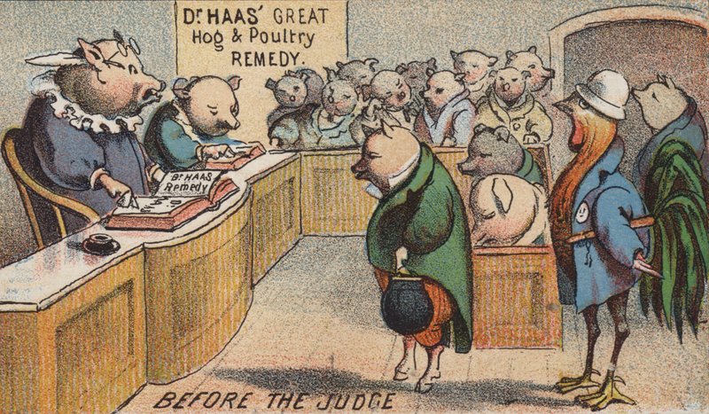 Porco no tribunal de American School