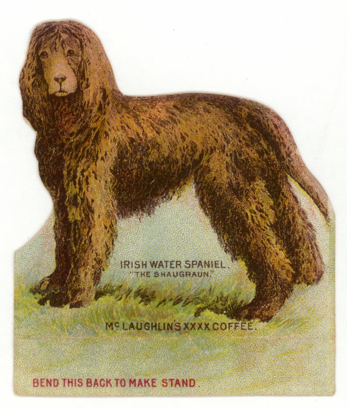 Spaniel de água irlandês de American School
