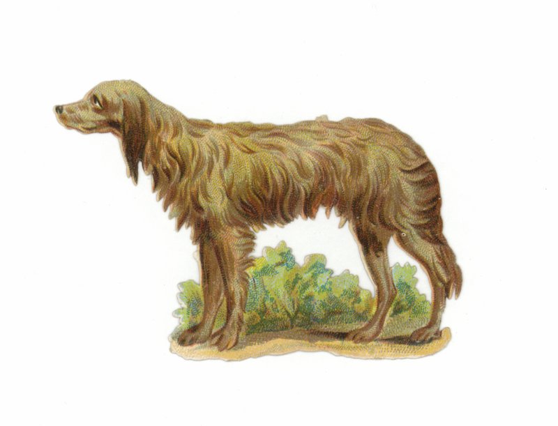 Cão Wolfhound irlandês de American School