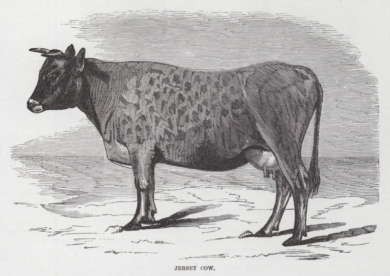 Vaca Jersey (gravura) de American School