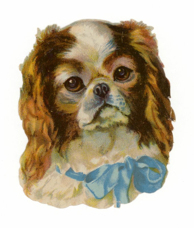 Rei Charles Cavalier Spaniel de American School