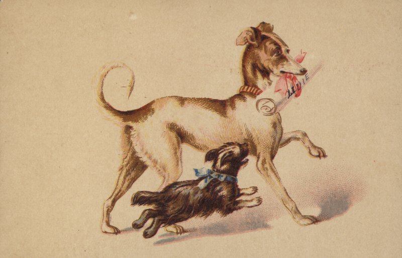 Grande e pequeno cachorro correndo de American School