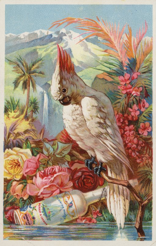 Arara empoleirada com garrafa de American School