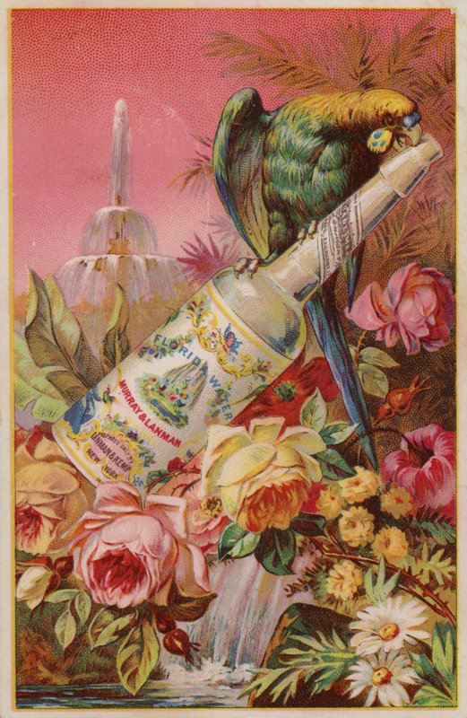 Papagaio com garrafa de água de American School