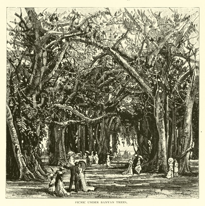 Piquenique sob árvores de banyan de American School