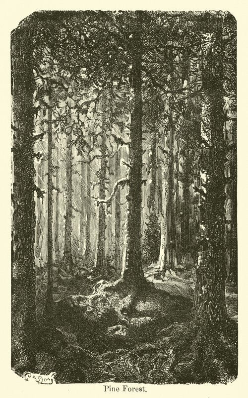 Floresta de pinheiros de American School