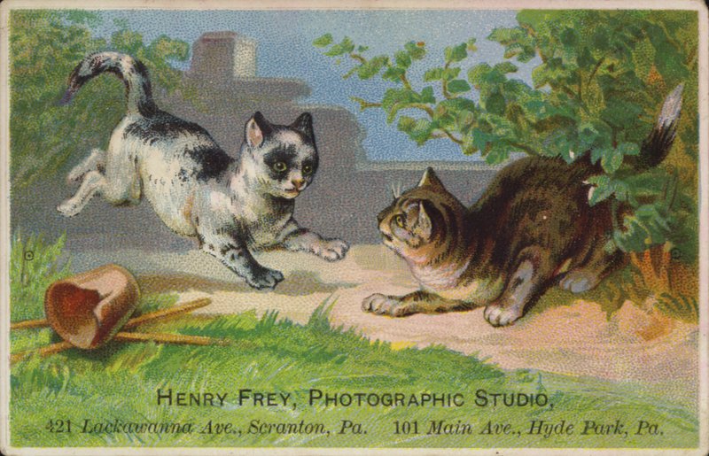 Gatinhos brincalhão de American School