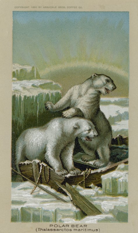Urso Polar, Thalassarctos Maritimus (chromolitho) de American School
