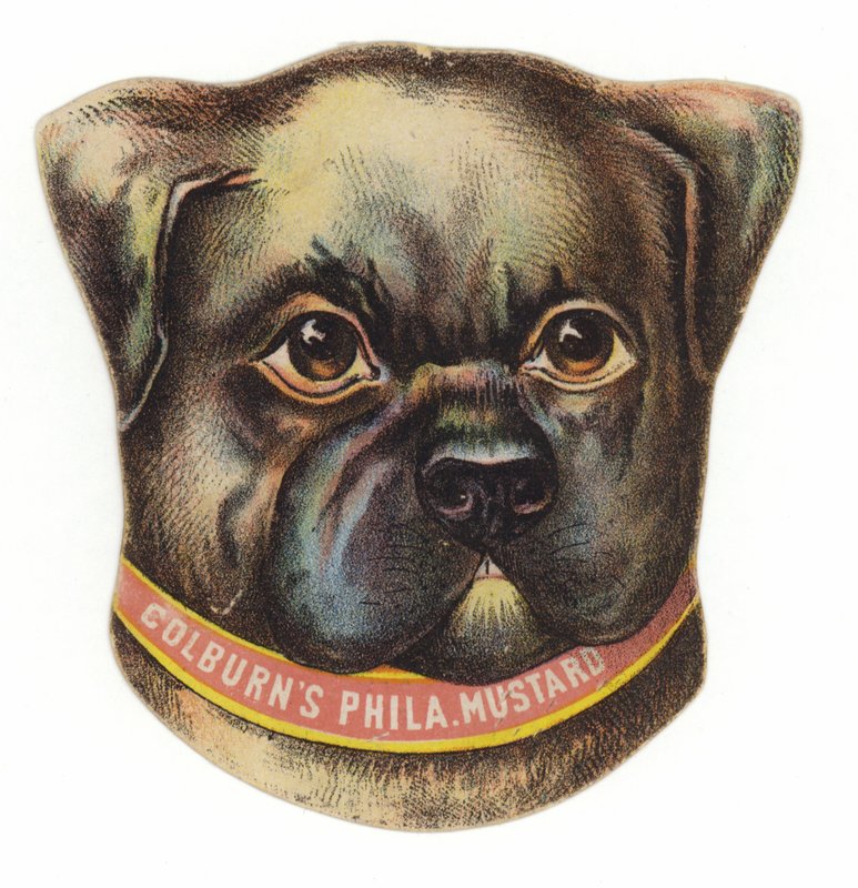 Cabeça de cachorro pug de American School