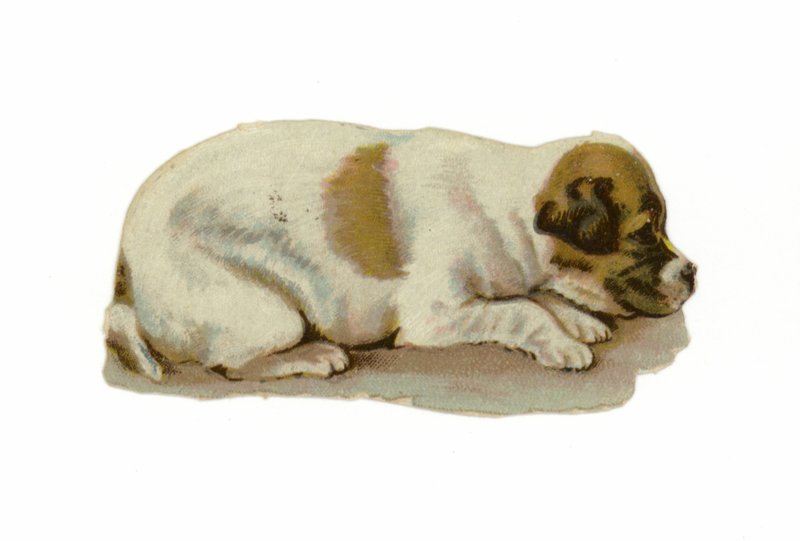 Filhote cachorro, deitando-se de American School