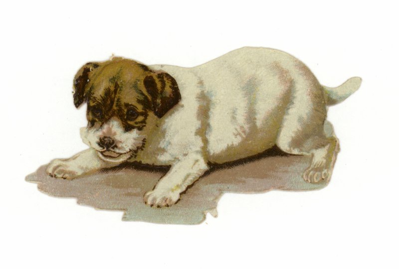 Filhote cachorro, tocando de American School