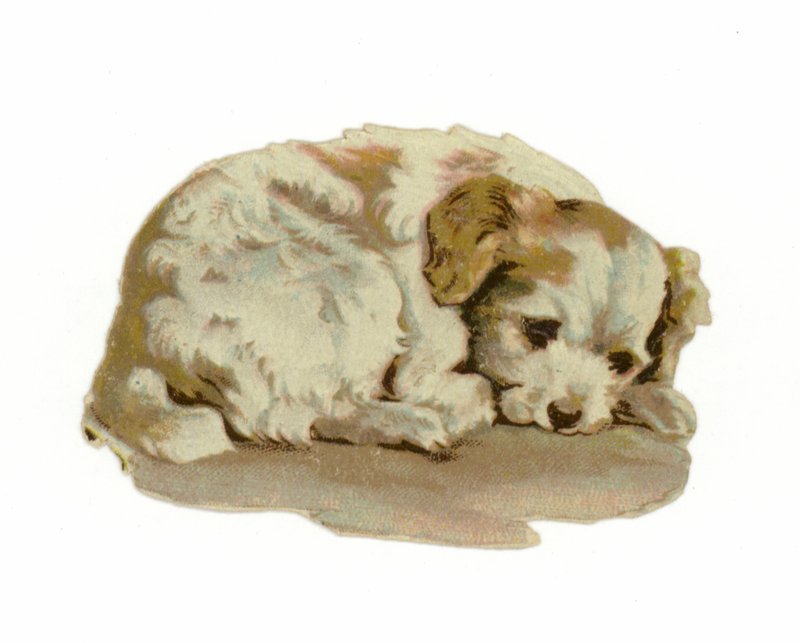 Filhote cachorro, dormir de American School