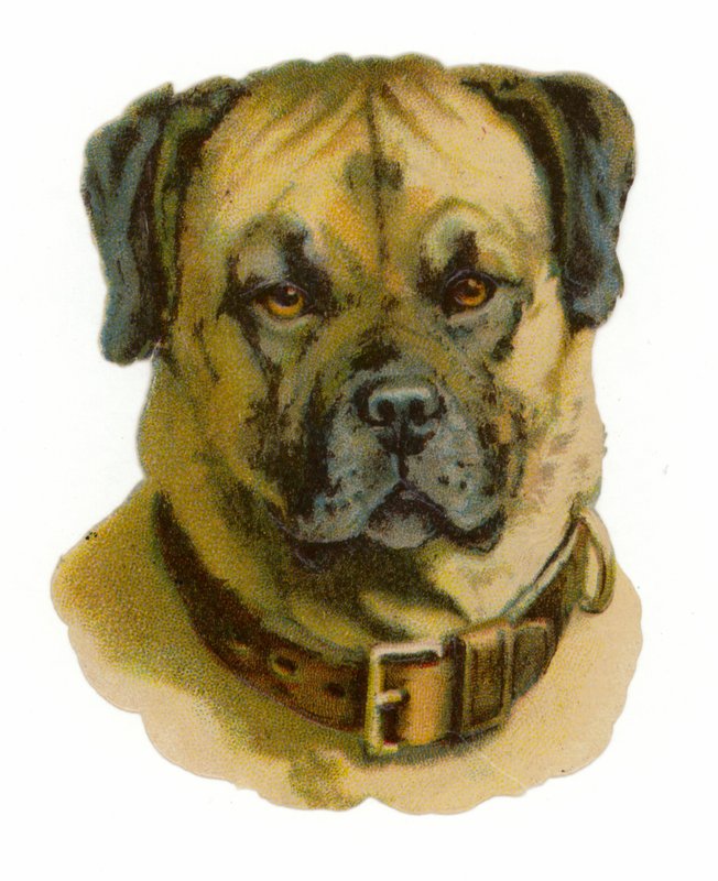 Cabeça de cão Rottweiler de American School