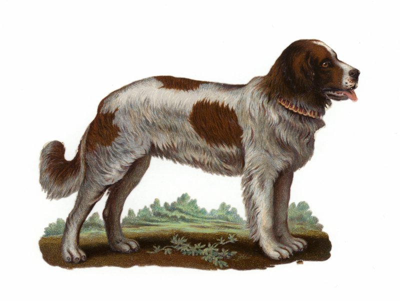 St Bernard Dog de American School