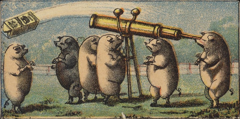 Stargazing Hogs de American School