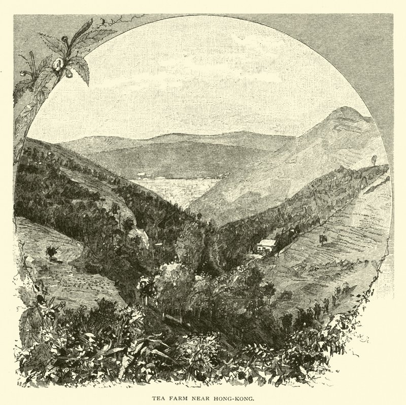 Fazenda de chá perto de Hong-Kong de American School