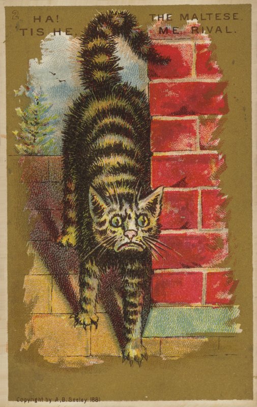 Gato apavorado! de American School