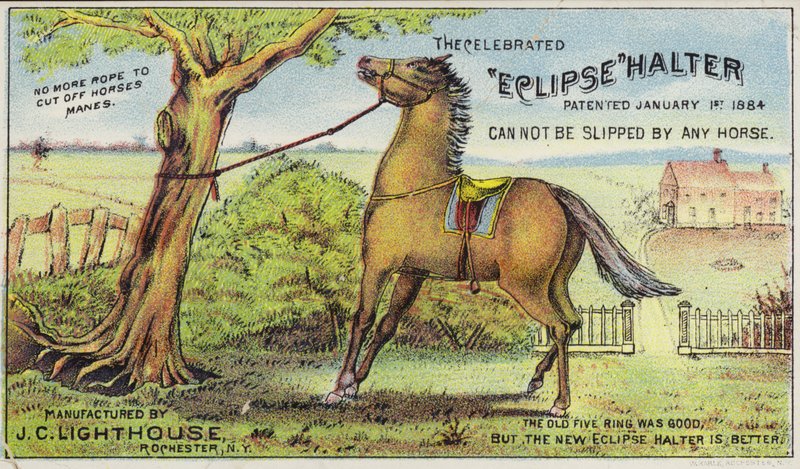 Cavalo amarrado de American School