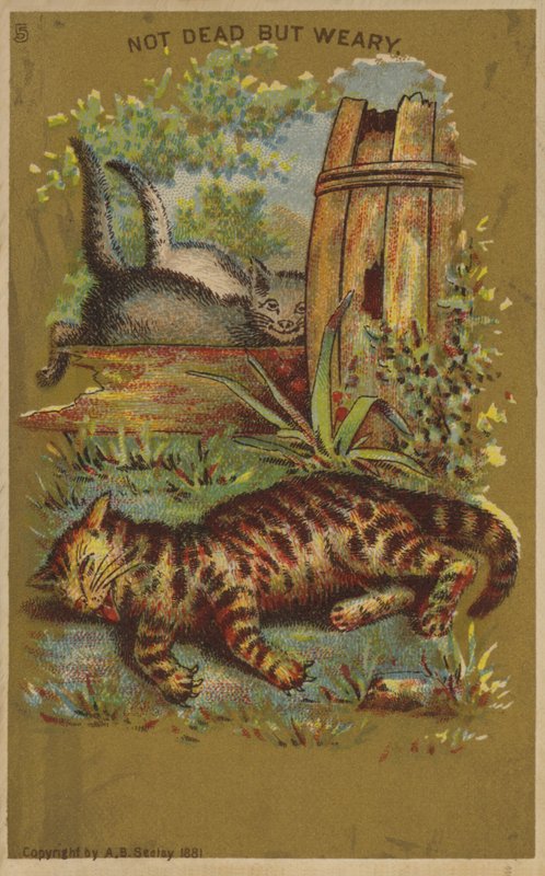 Três gatos cansados. de American School