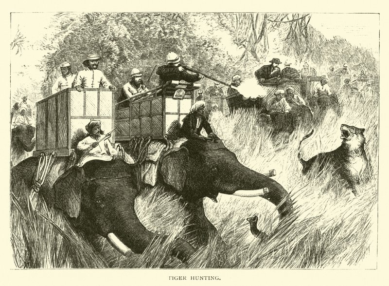 Caça ao Tigre de American School