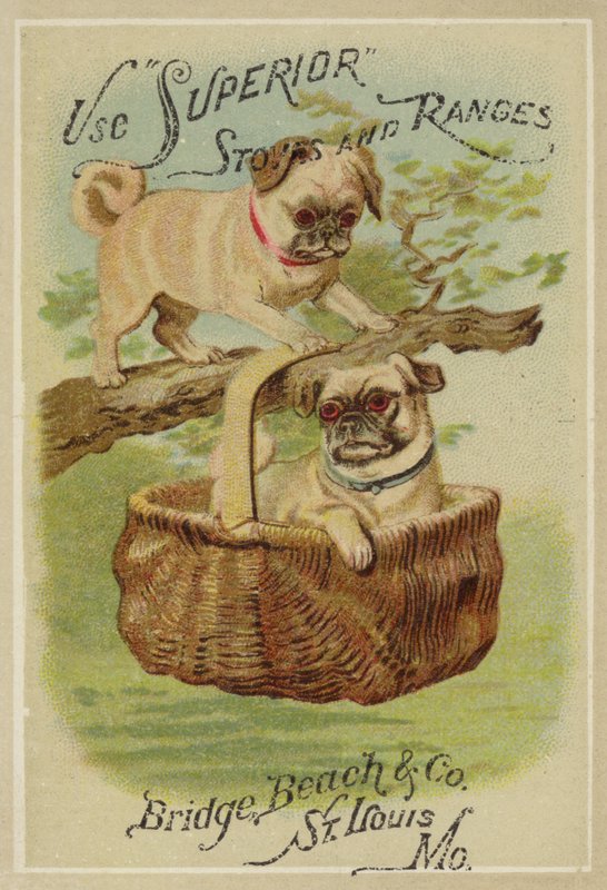 Dois cães e cesta de American School