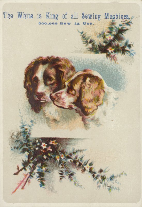 Duas cabeças de cachorro juntas de American School