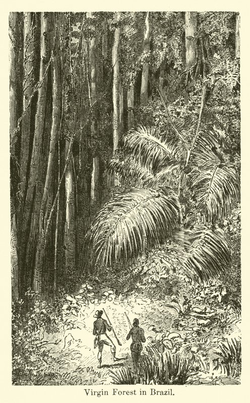 Floresta Virgem no Brasil de American School