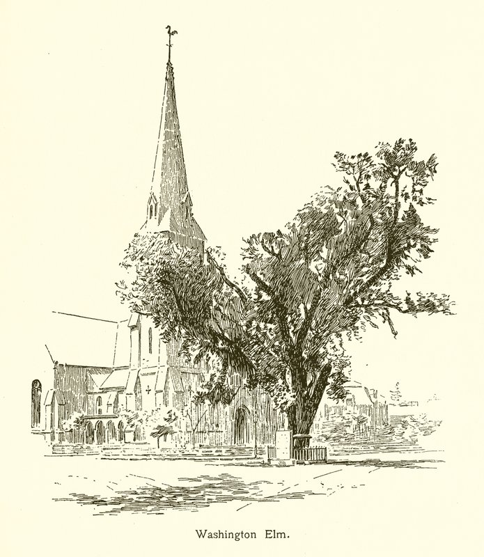 Washington Elm, Cambridge de American School