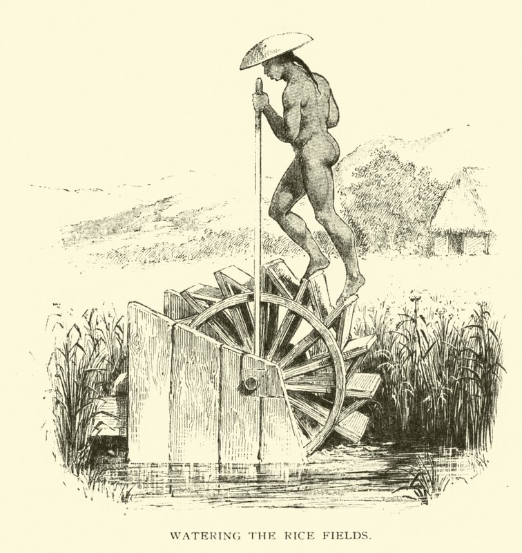 Rega dos campos de arroz de American School
