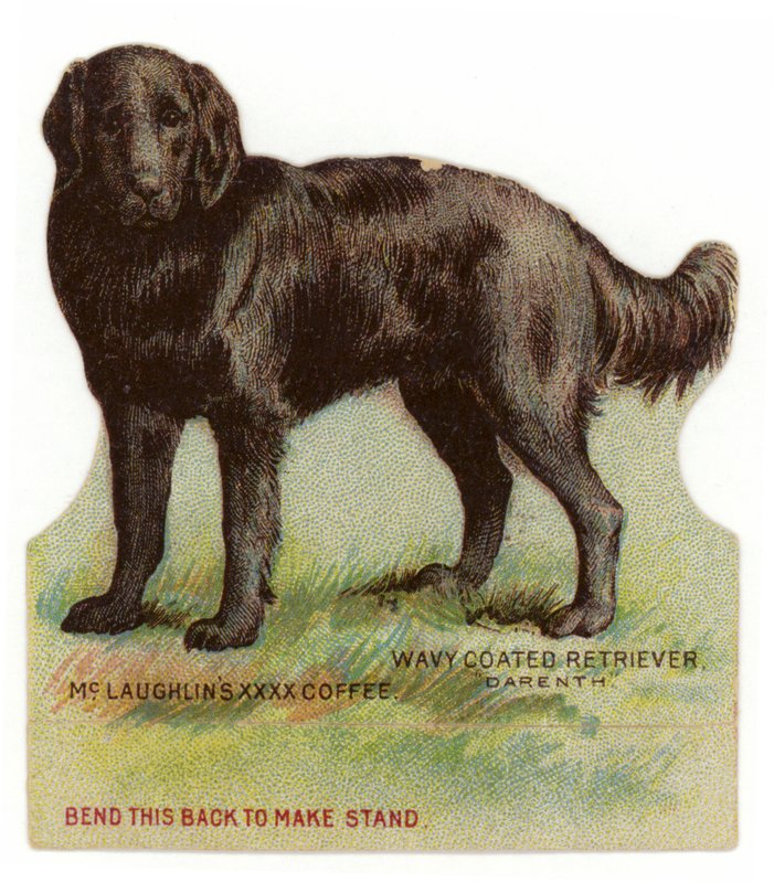 Retriever preto revestido ondulado de American School