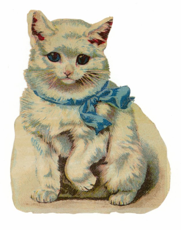 Gato branco usando arco azul de American School