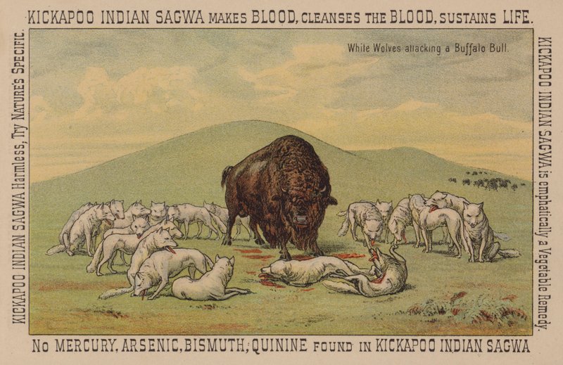 Lobos brancos atacando um touro de búfalo de American School