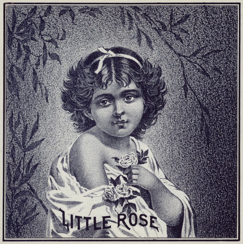 Menina jovem, segurando, rosas de American School