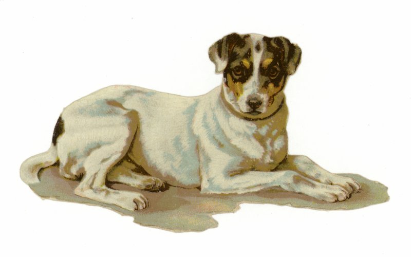 Jovem, cão, deitando-se de American School