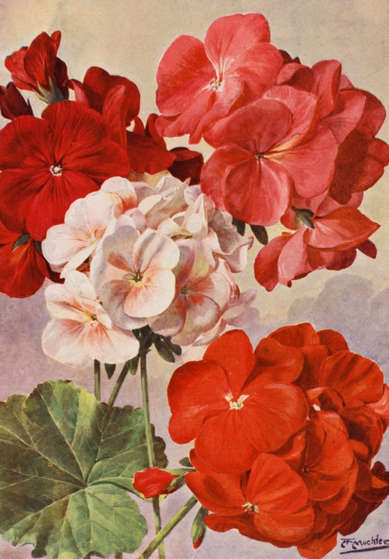 Belos gerânios modernos, Pelargoniums Zonais (litografia a cores) de Angelo Fairfax Muckley