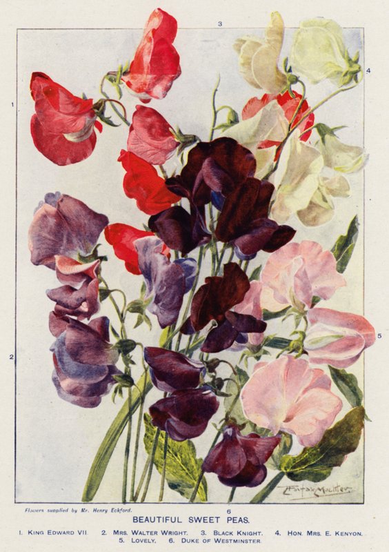 Ervilhas doces bonitas (litografia a cores) de Angelo Fairfax Muckley