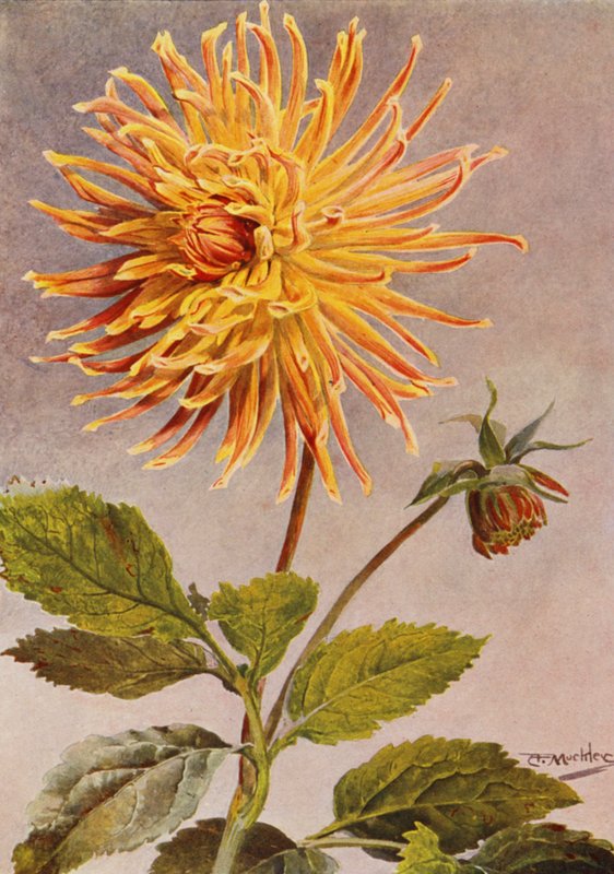 Cactus Dahlia Sra. H. L. Brousson, cor fulvo, com uma sufusão de carmesim escarlate (litografia colorida) de Angelo Fairfax Muckley