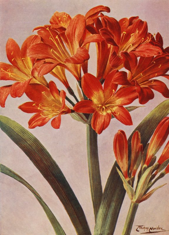 Clivia Miniata, conhecida há muito como Imantophyllum Miniatum (litografia a cores) de Angelo Fairfax Muckley