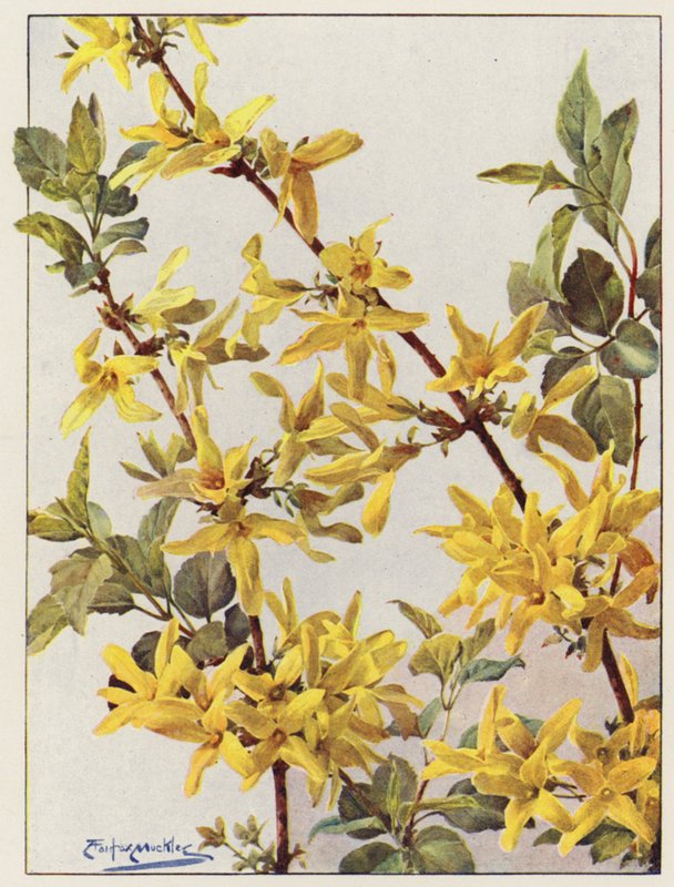 Forsythia Suspensa, um belo arbusto do início da primavera (litografia a cores) de Angelo Fairfax Muckley