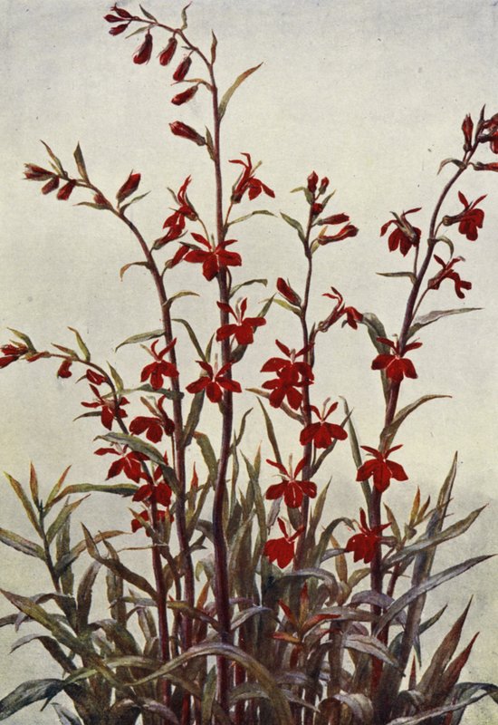 Lobelia Cardinals (litografia a cores) de Angelo Fairfax Muckley