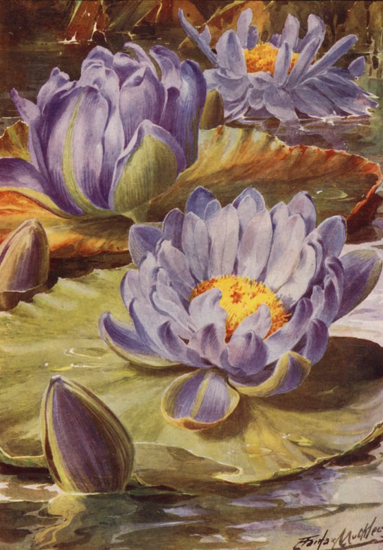 Nymphea Gigantea Hudsonii, um magnífico nenúfar azul (litografia a cores) de Angelo Fairfax Muckley