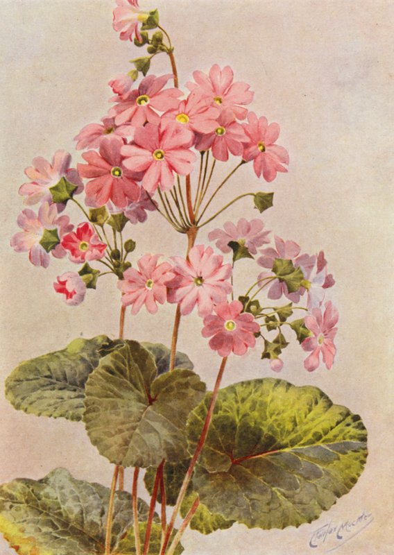 Primula Obconica (litografia a cores) de Angelo Fairfax Muckley