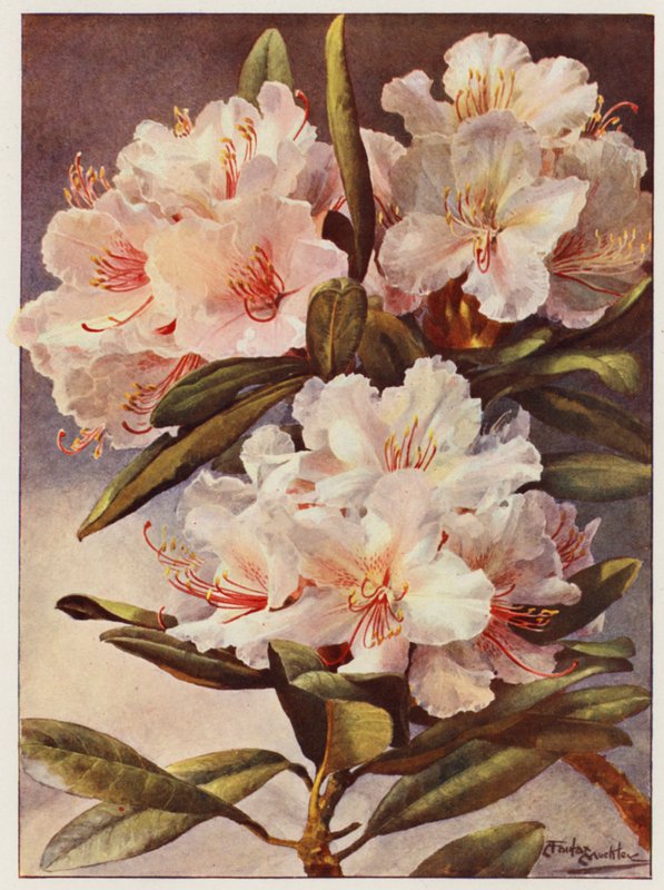 Rododendro Rosa Mundi (litografia a cores) de Angelo Fairfax Muckley