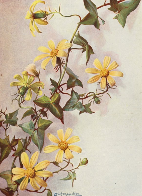 A hera do cabo amarelo, Senecio Macroglossus (litografia a cores) de Angelo Fairfax Muckley