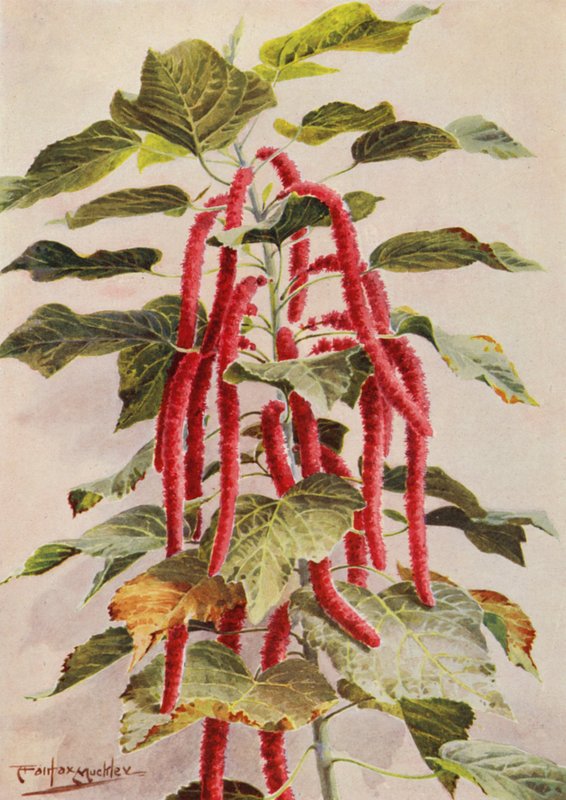 A bela Acalypha Hispida de cauda vermelha, Sanderiana (litografia a cores) de Angelo Fairfax Muckley